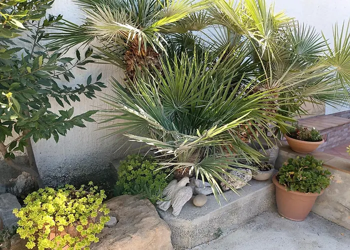 La Mimosa Di Erice