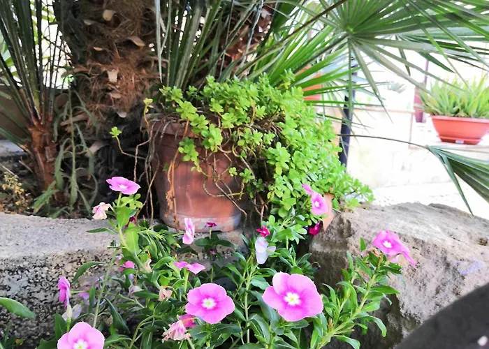 La Mimosa Di