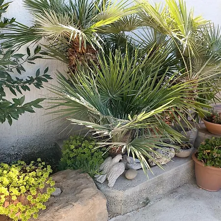La Mimosa Di Erice