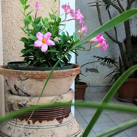 La Mimosa Di Erice